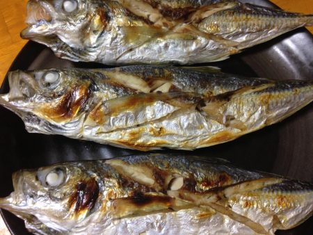 24cm~26cmのアジがHIT！！